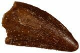 Serrated Raptor Tooth - Real Dinosaur Tooth #300874-1